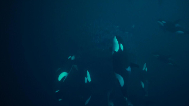 Undersea Soft Encounter Alliance - Orcas
